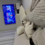 Foto del gato perdido en Feugarolles