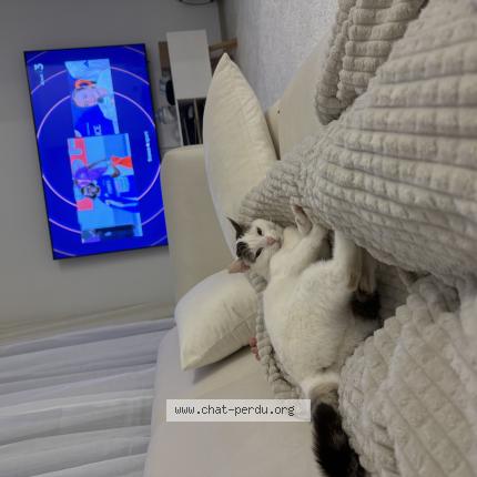 Foto 1/1 Mikki Chat perdido en Feugarolles