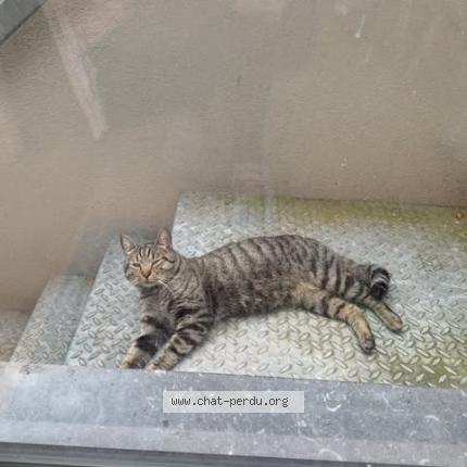 Foto 1/1 Gugus Chat perdido en Schaerbeek