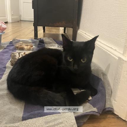 Foto 1/1 Gato encontrado Encontrado en Rennes