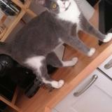 Foto del gato perdido en Montelimar