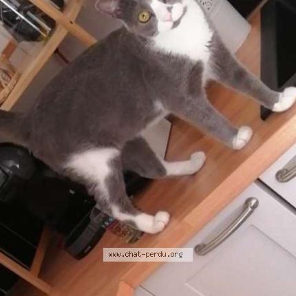 Foto 1/1 Guizmo Chat perdido en Montelimar