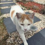 Foto del gato perdido en Prey