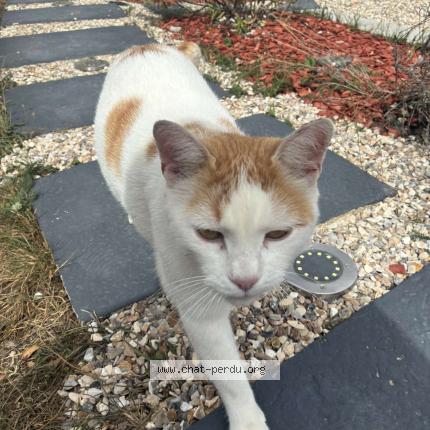 Foto 1/1 Titi Chat perdido en Prey