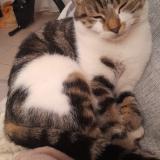 Foto del gato perdido en Saint Pryve Saint Mesmin