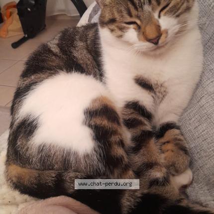 Foto 1/1 Chouquette Chat perdido en Saint pryve saint mesmin