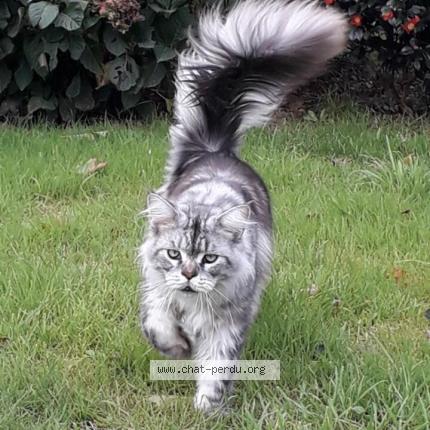 Foto 1/1 Texas Chat perdido en Miniac sous becherel