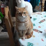 Foto del gato perdido en Saint Amand Les Eaux