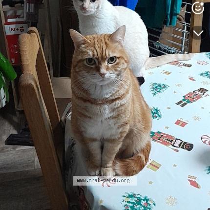 Foto 1/1 Olaf Chat perdido en Saint amand les eaux