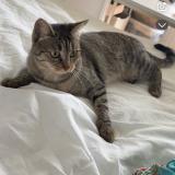 Foto del gato perdido en La Queue En Brie