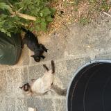 Foto de gato encontrado en Chavanay