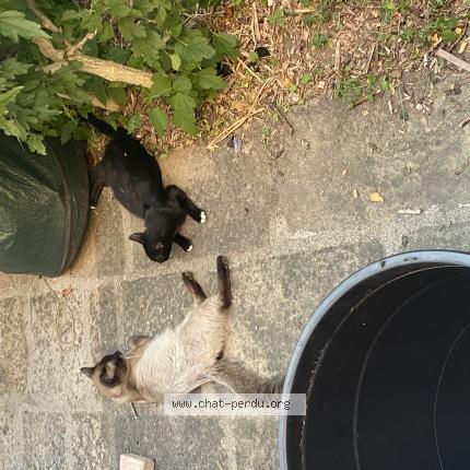 Foto 1/1 Gato encontrado Encontrado en Chavanay