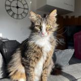 Foto del gato perdido en Saint Gaudens