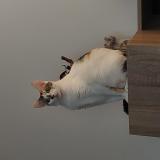 Foto del gato perdido en Becon Les Granits