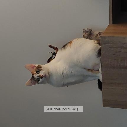 Foto 1/1 Tina Chat perdido en Becon les granits