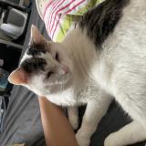 Foto del gato perdido en Saint Malo