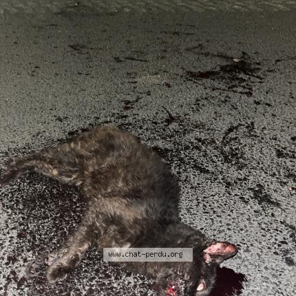 Foto 1/1 Gato encontrado Encontrado en Thouars