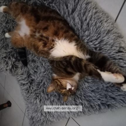 Foto 1/1 Flashy Chat perdido en Ollainville