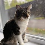Foto del gato perdido en Longueuil