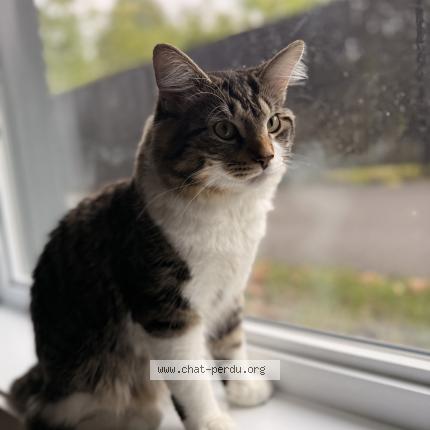 Foto 1/1 Arminet Chat perdido en Longueuil