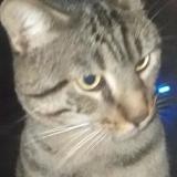 Foto de gato encontrado en Paris