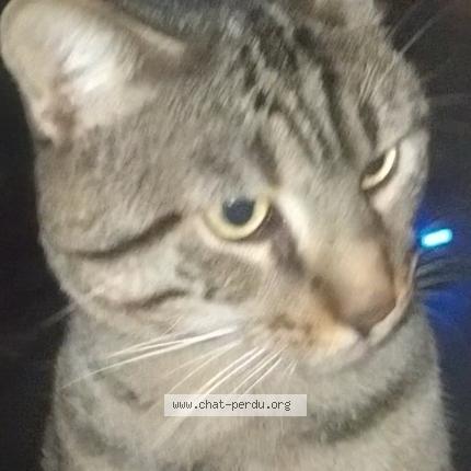 Foto 1/2 Gato encontrado Encontrado en Paris