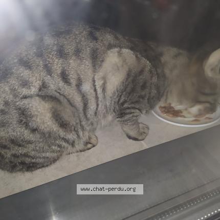 Foto 2/2 Gato encontrado Encontrado en Paris