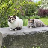 Foto del gato perdido en Portland