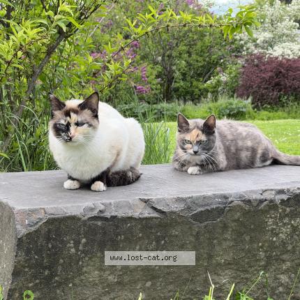 Foto 1/1 Blossom Chat perdido en Portland