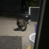 Foto de gato encontrado en Denver