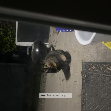 Foto 1/1 Gato encontrado Encontrado en Denver