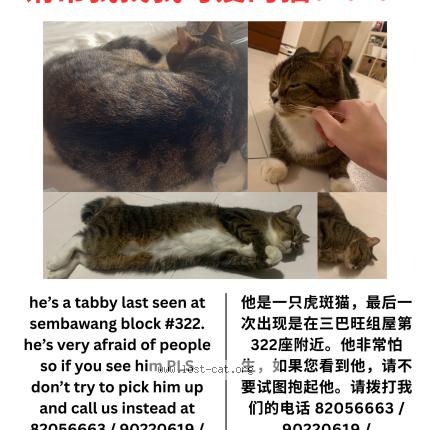Foto 1/1 Toby Chat perdido en Singapore