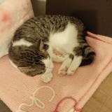 Foto del gato perdido en Chateauneuf Sur Charente