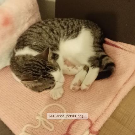 Foto 1/1 Kiwi Chat perdido en Chateauneuf sur charente