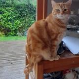 Foto del gato perdido en Saint Nizier Du Moucherotte