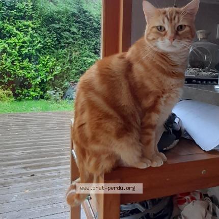 Foto 1/1 Leon Chat perdido en Saint nizier du moucherotte