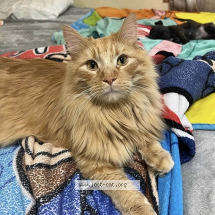 Foto 1/1 Tigger Chat perdido en Rushmore