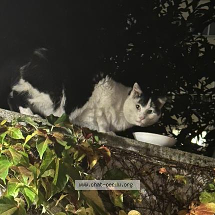 Foto 1/1 Gato encontrado Encontrado en Creteil