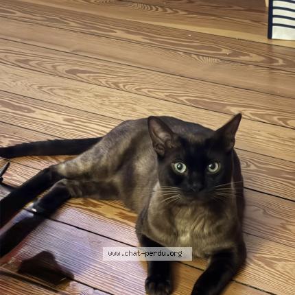 Foto 1/1 Uggy Chat perdido en Valentigney
