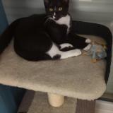 Foto del gato perdido en Plechatel