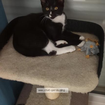 Foto 1/1 Lumi Chat perdido en Plechatel