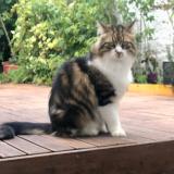 Foto del gato perdido en Lille