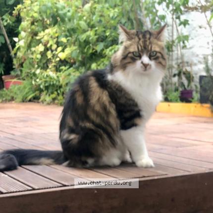 Foto 1/1 Loukoum Chat perdido en Lille