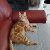 Foto del gato perdido en La Vile Aux Dames