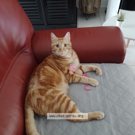Foto 1/1 Pamplemousse Chat perdido en La vile aux dames