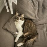 Foto del gato perdido en Annemasse