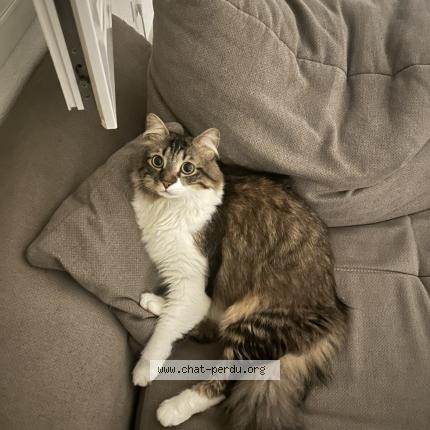 Foto 1/1 Blue Chat perdido en Annemasse