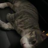 Foto del gato perdido en Boston