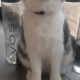 Foto del gato perdido en Verfeil