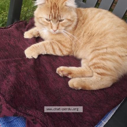 Foto 1/1 CITROUILLE Chat perdido en Villers semeuse